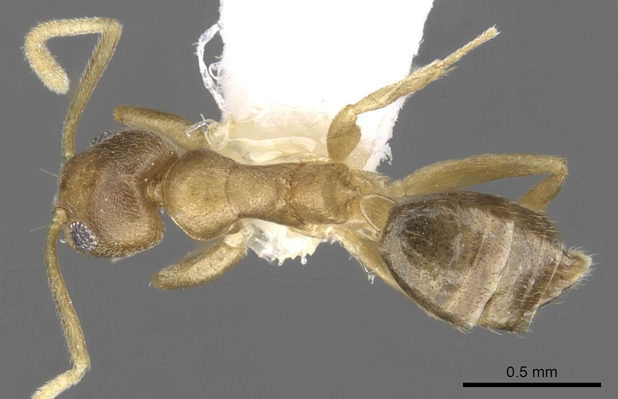 Technomyrmex parviflavus resmi