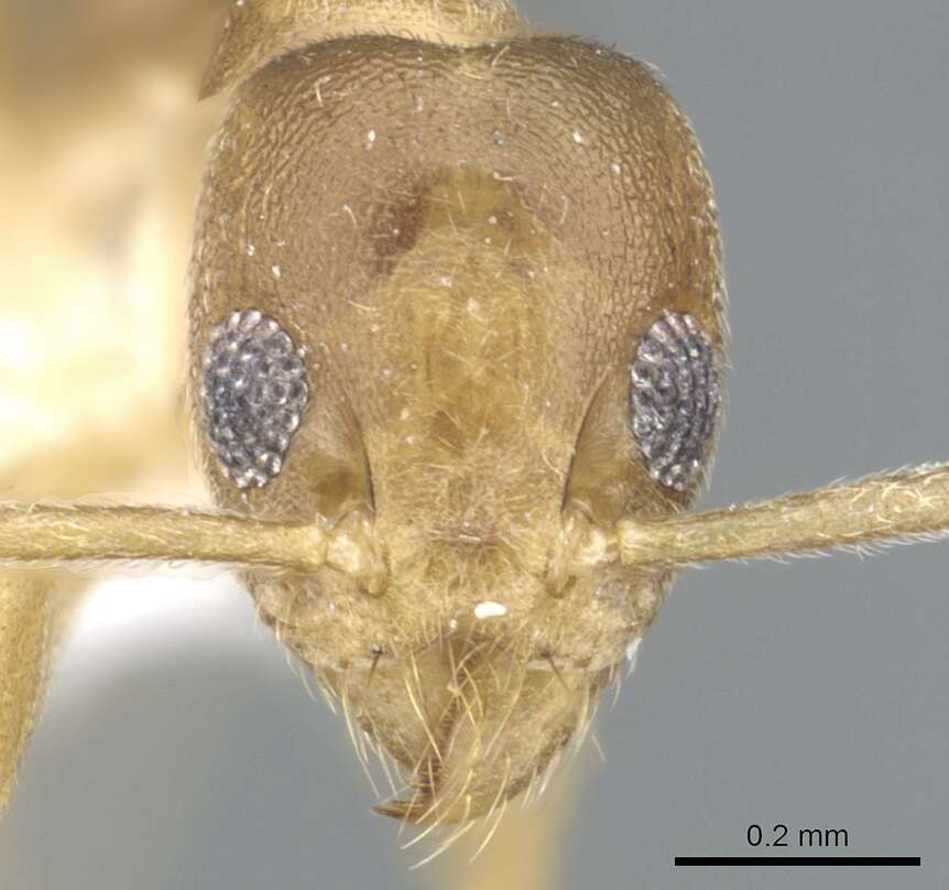 Technomyrmex parviflavus resmi