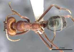 Plancia ëd Iridomyrmex bigi Shattuck 1993