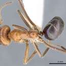 Image of Iridomyrmex spodipilus Shattuck 1993