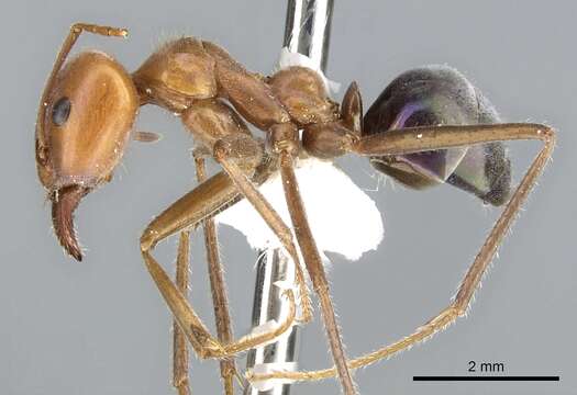 Image of Iridomyrmex spodipilus Shattuck 1993