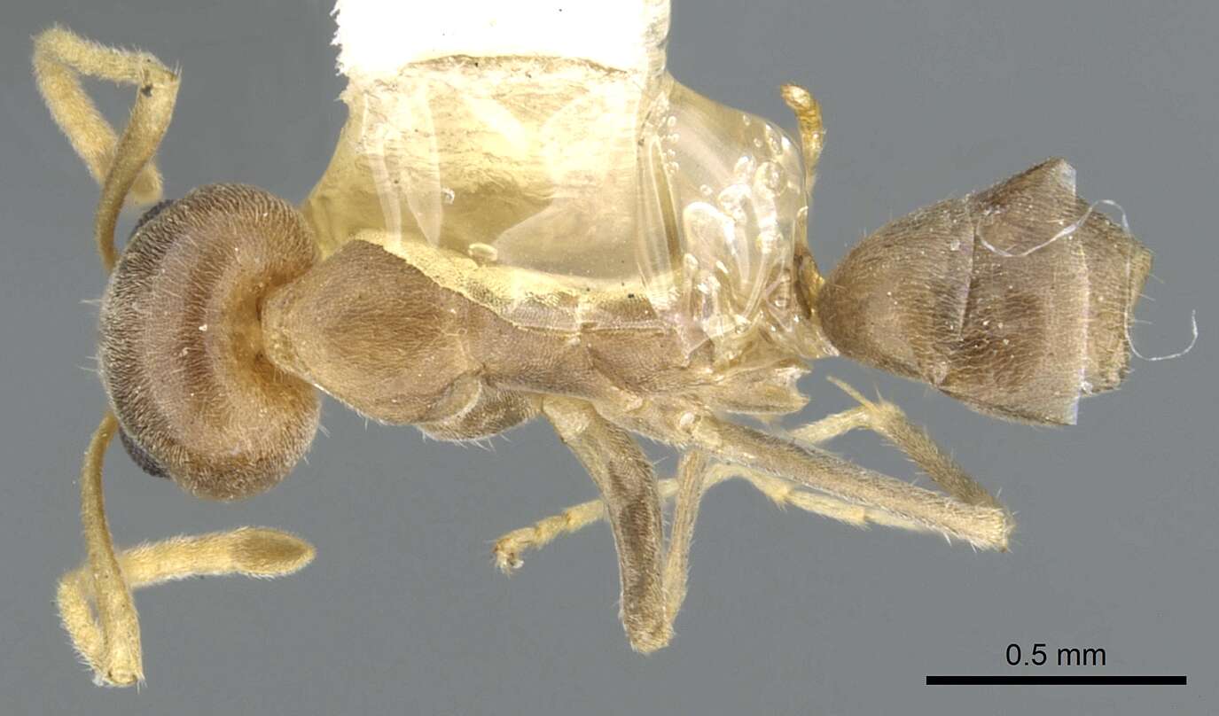 Image of <i>Iridomyrmex pallidus</i>