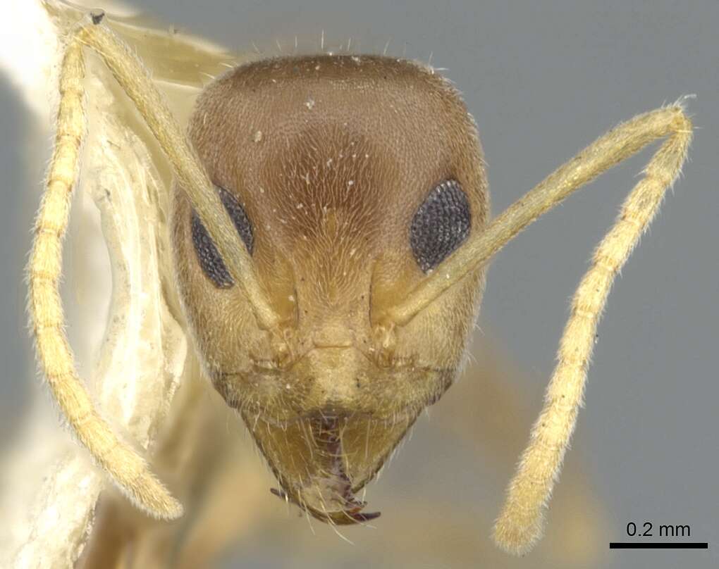 Image of <i>Iridomyrmex pallidus</i>