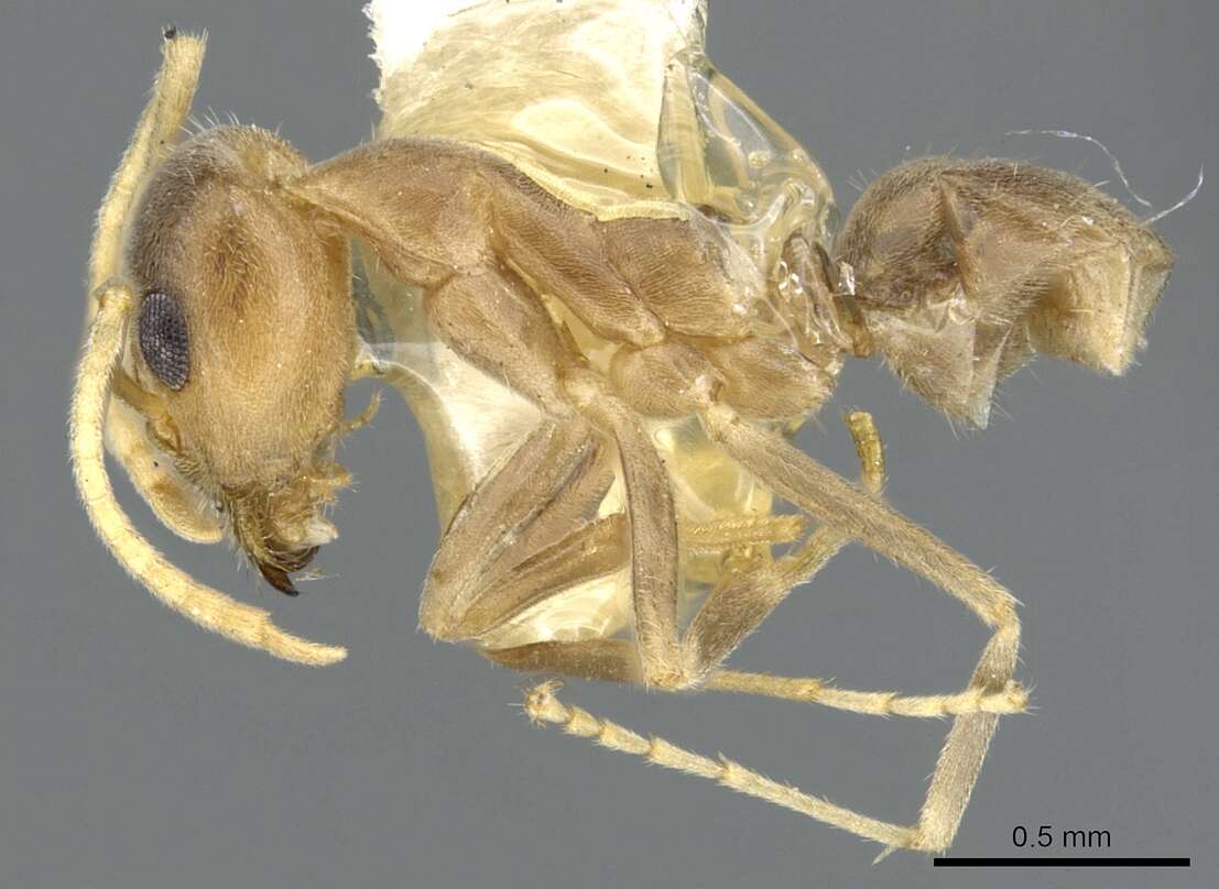 Image of <i>Iridomyrmex pallidus</i>