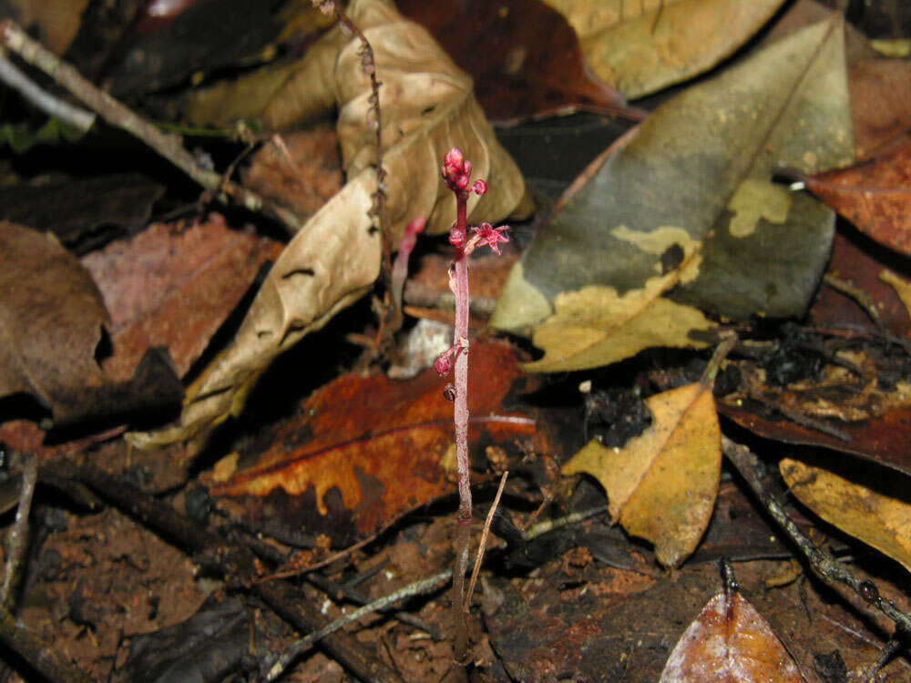 Imagem de Sciaphila picta Miers