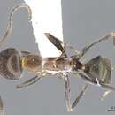 Image of <i>Iridomyrmex omalonotus</i>