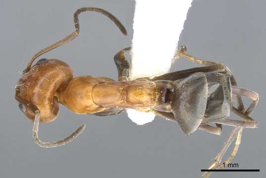 Plancia ëd <i>Iridomyrmex xanthocoxa</i>