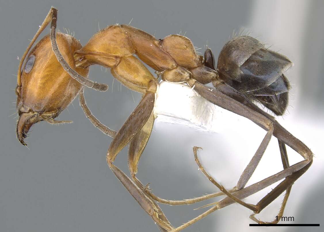 Plancia ëd <i>Iridomyrmex xanthocoxa</i>