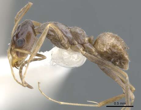 Image of Iridomyrmex luteoclypeatus