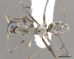 Image of <i>Iridomyrmex tenuiceps</i>