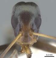 Image of <i>Iridomyrmex tenuiceps</i>