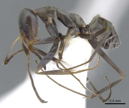 Image of <i>Iridomyrmex tenuiceps</i>