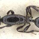 Image of Myrmelachista longinoda Forel 1899