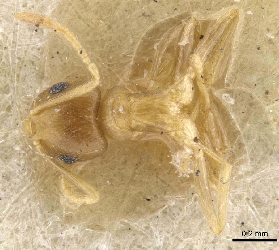 Image of Brachymyrmex heeri Forel 1874