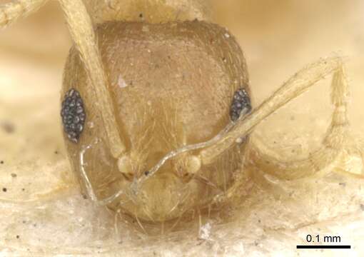 Imagem de Brachymyrmex heeri Forel 1874