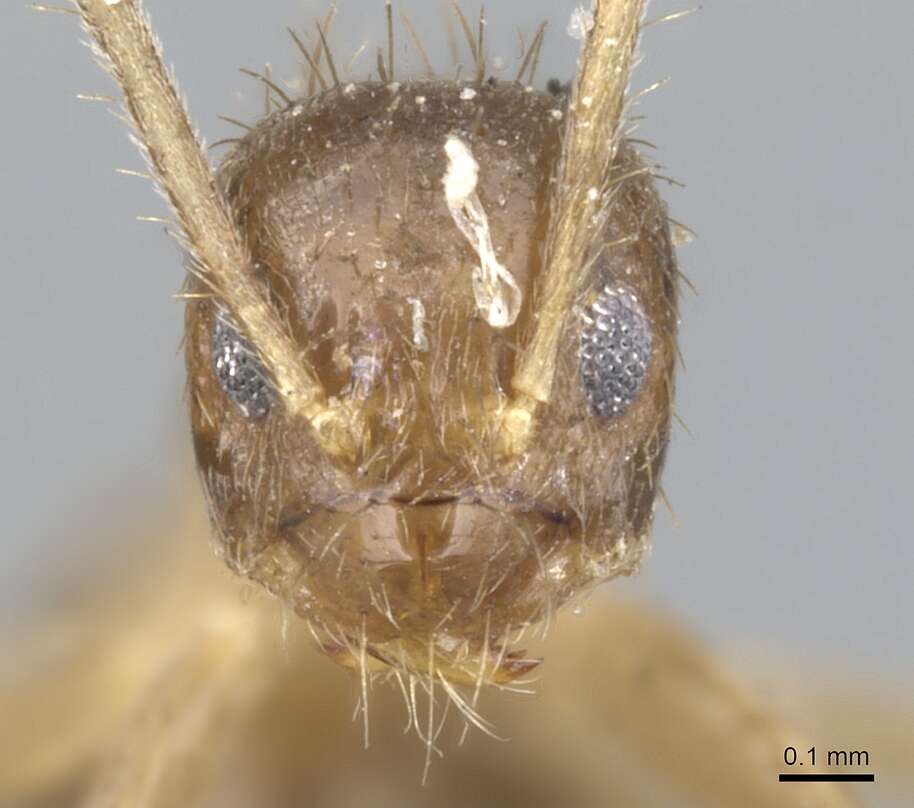 Image of Ant