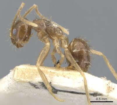 Image of Ant