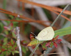 Image of Barred Yellow