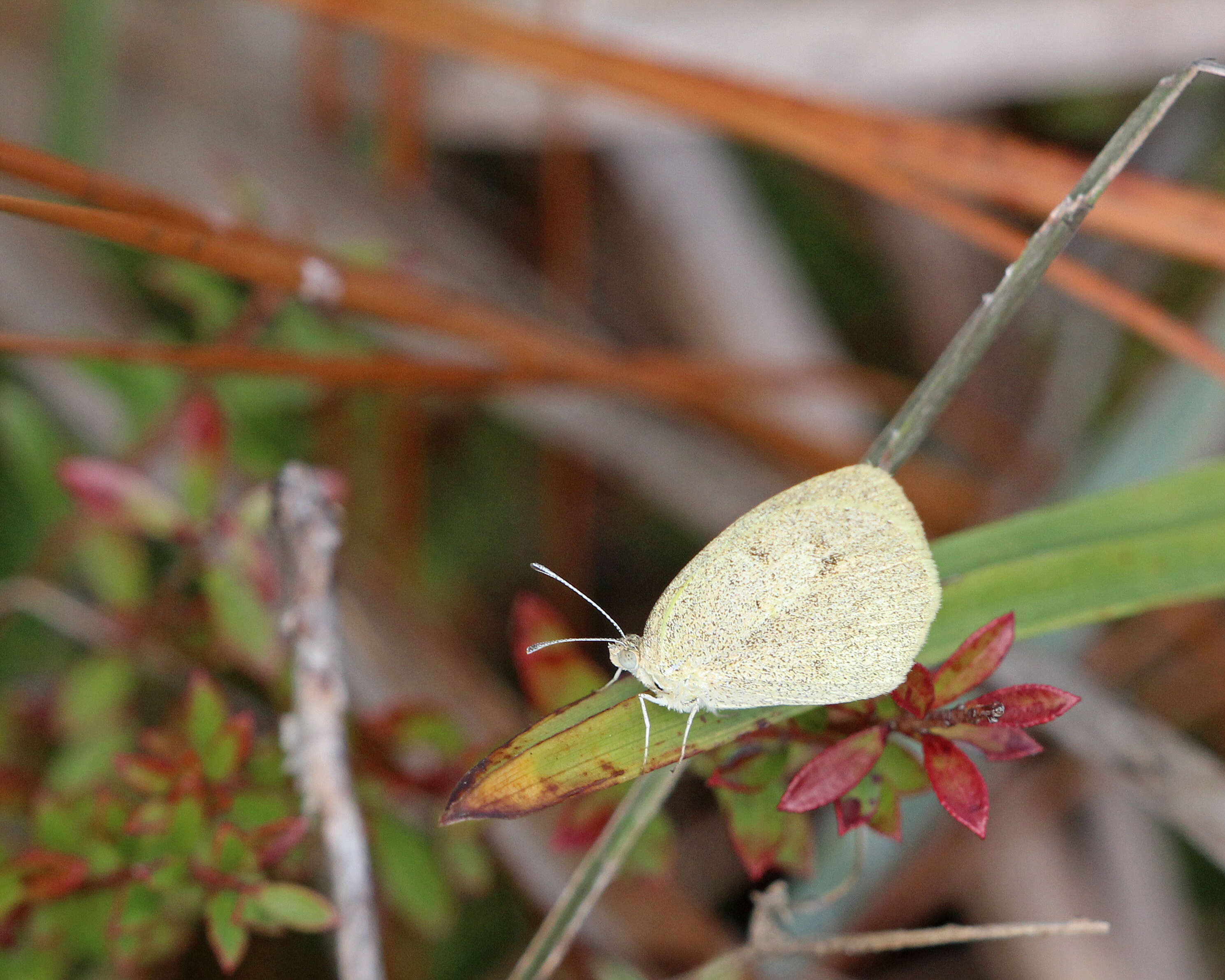 Image of Barred Yellow