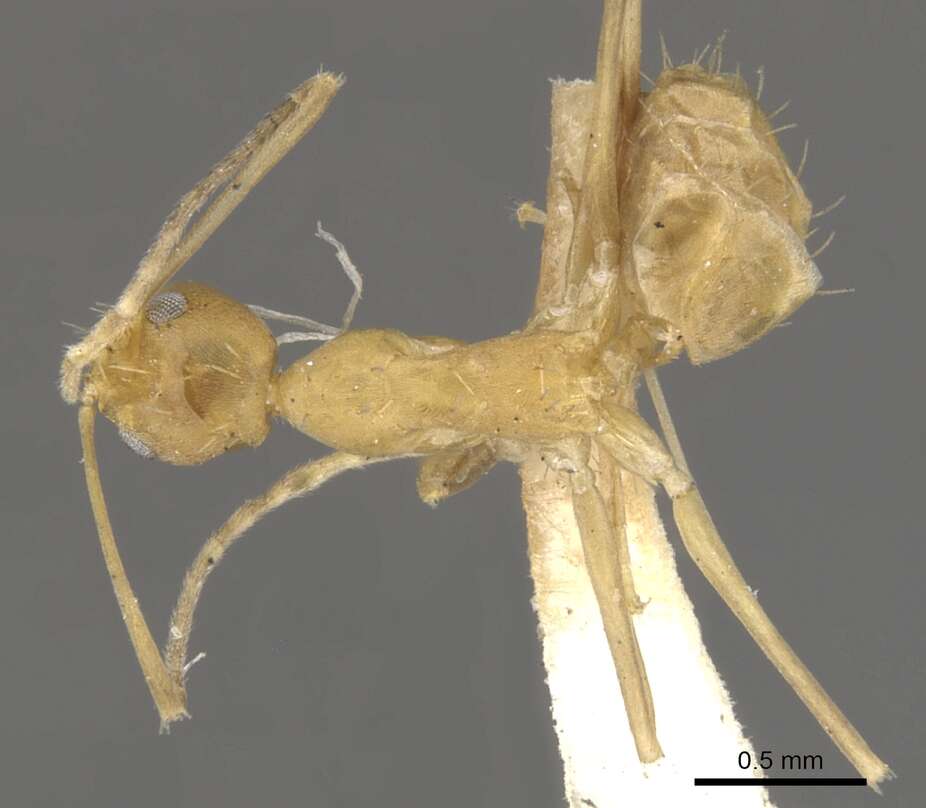 Image of <i>Paraparatrechina pallida</i>