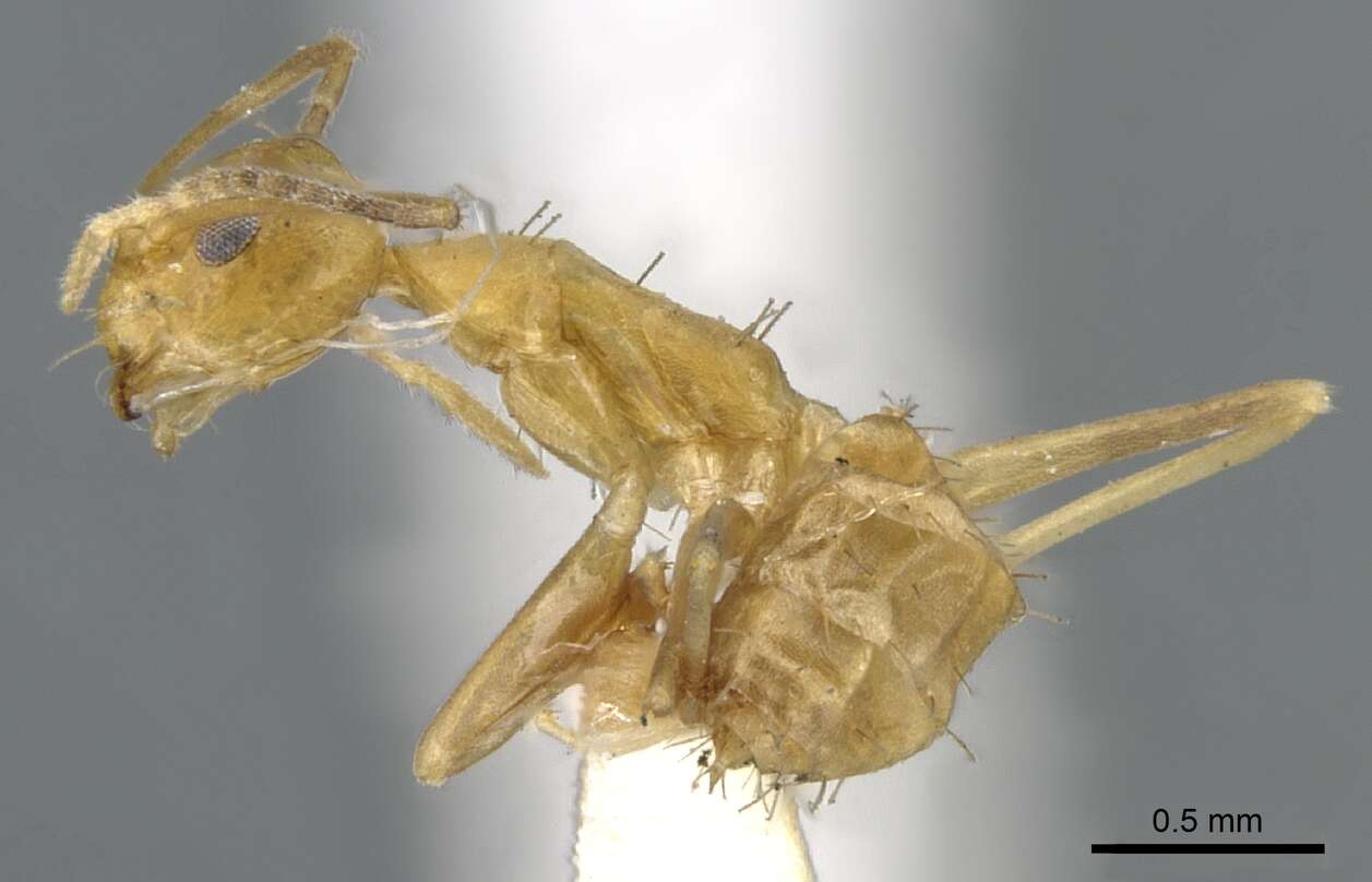 Image of <i>Paraparatrechina pallida</i>