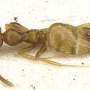 Image of Plagiolepis chirindensis Arnold 1949