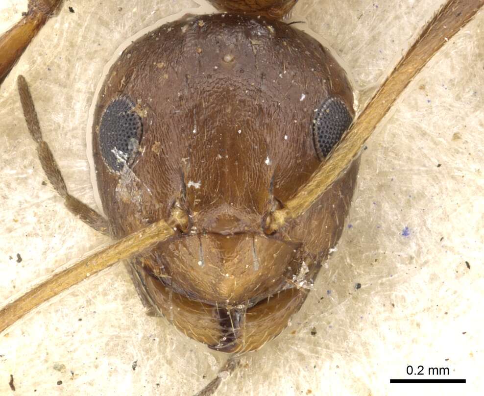 Imagem de Lepisiota dendrophila (Arnold 1949)