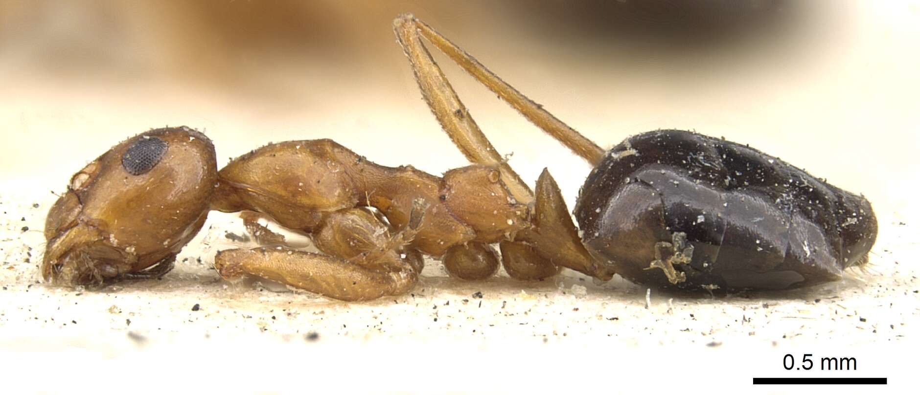 Image of Formicinae