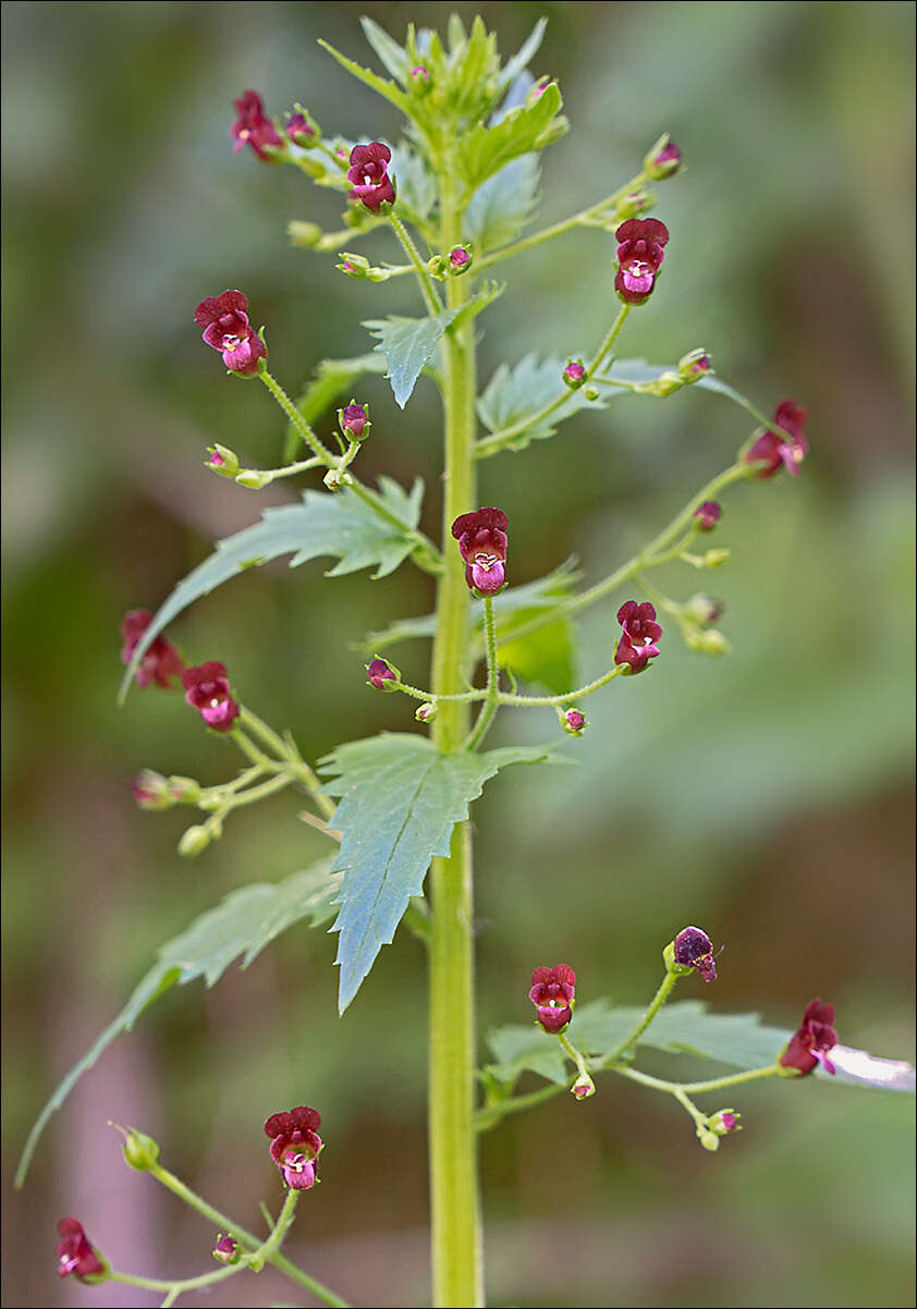 Scrophularia peregrina L. resmi