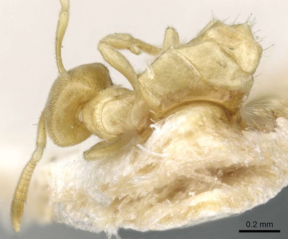 صورة Acropyga pallida (Donisthorpe 1938)