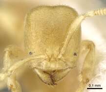 صورة Acropyga pallida (Donisthorpe 1938)