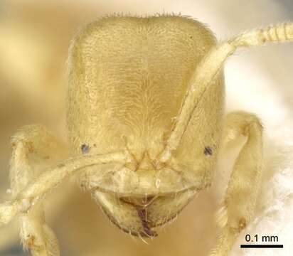 Image of Acropyga pallida (Donisthorpe 1938)