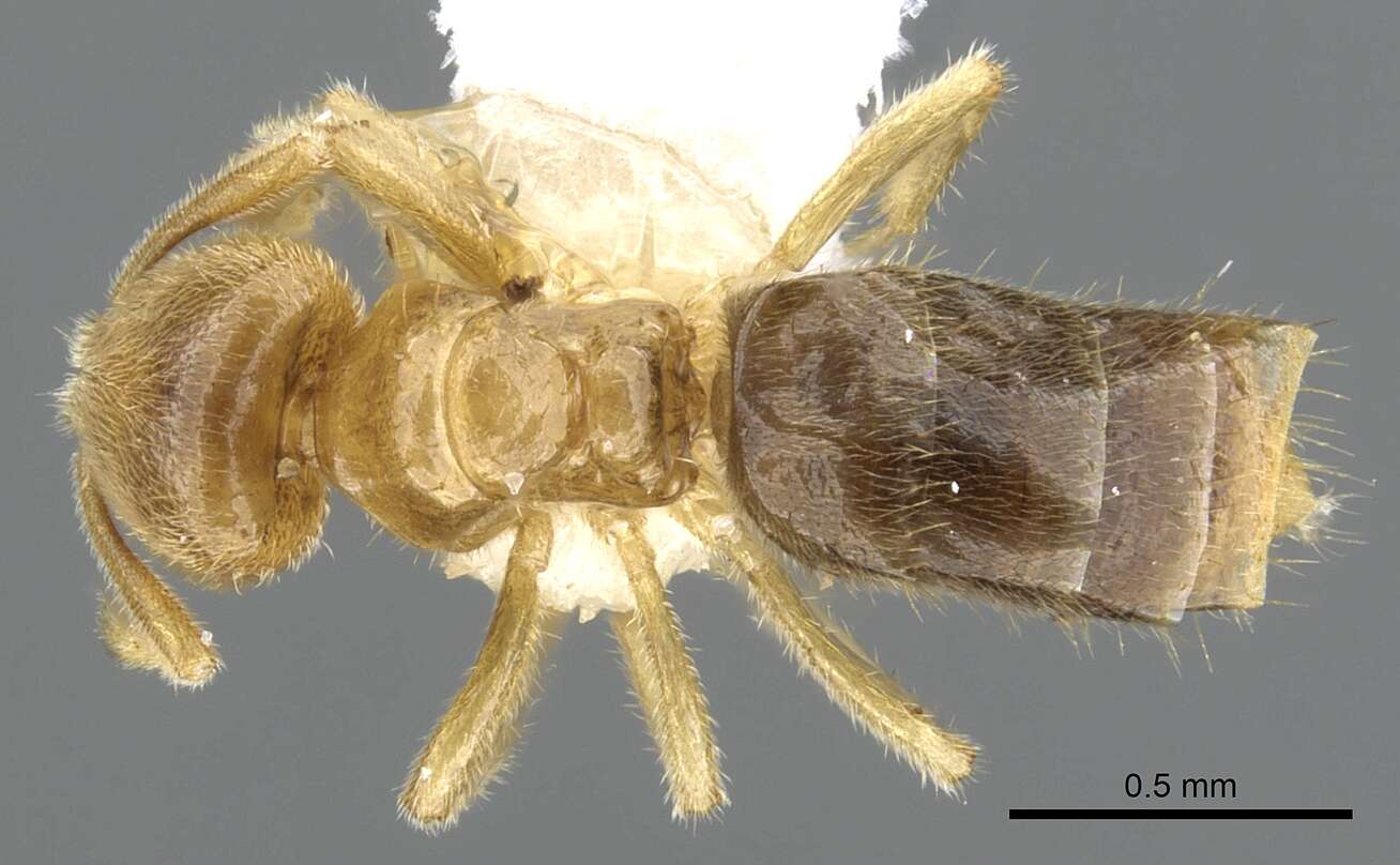 Image of Formicinae