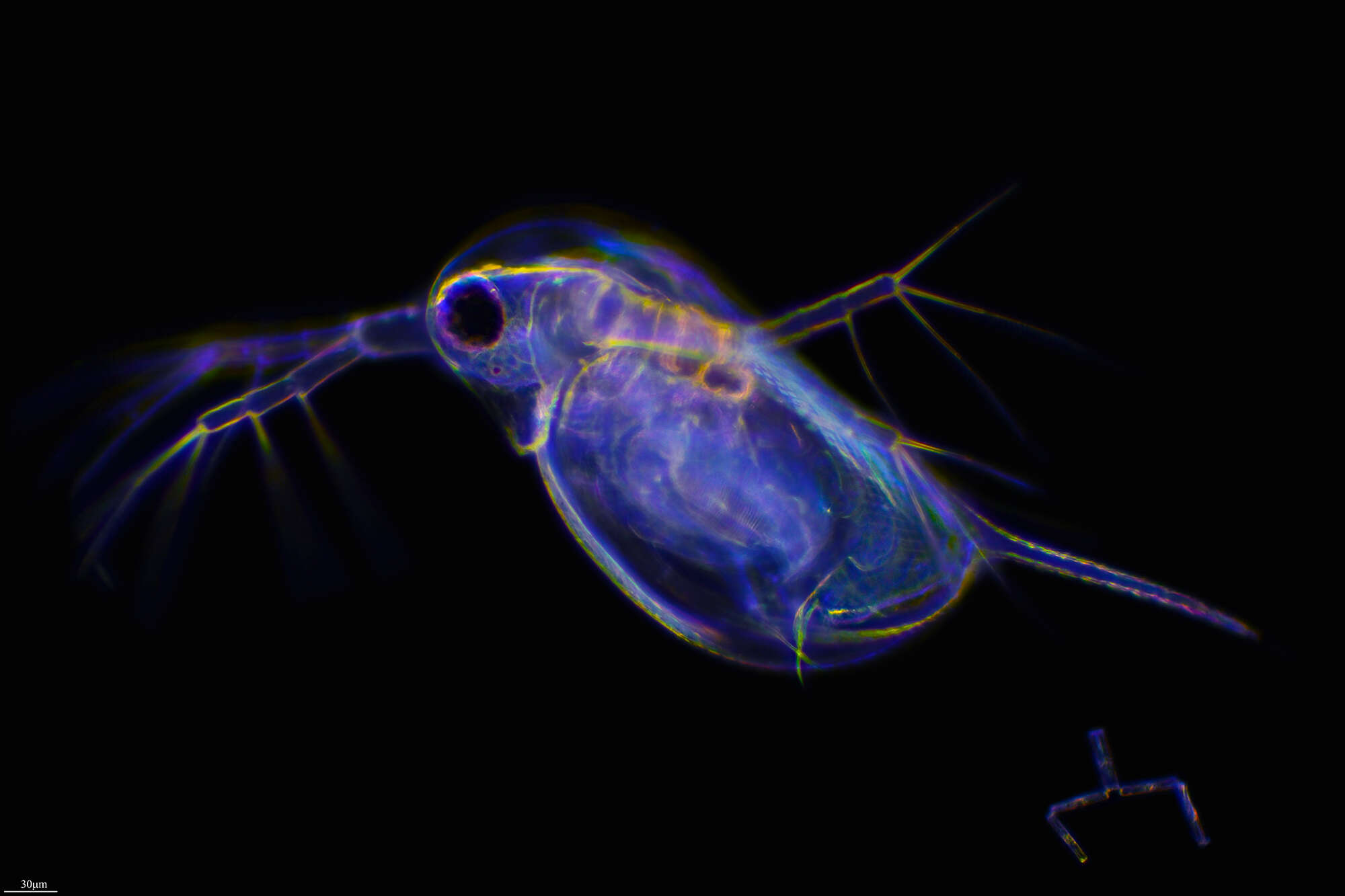 Image of long-tailed waterflea