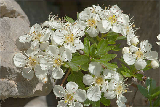 Image of Common Hawthorn