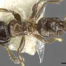 Image of Cladomyrma aurochaetae Agosti, Moog & Maschwitz 1999