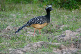 Image of Bare-faced Curassow