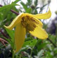 Imagem de Clematis orientalis L.