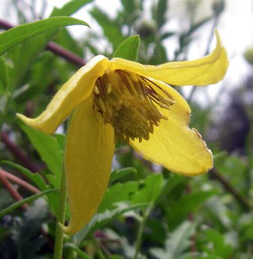 Imagem de Clematis orientalis L.