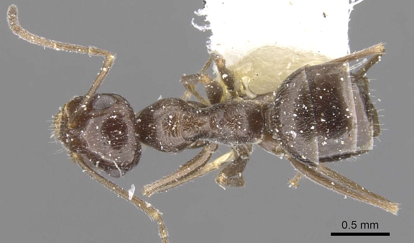 Image of Myrmecocystus creightoni Snelling 1971