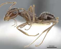 Image of Myrmecocystus creightoni Snelling 1971