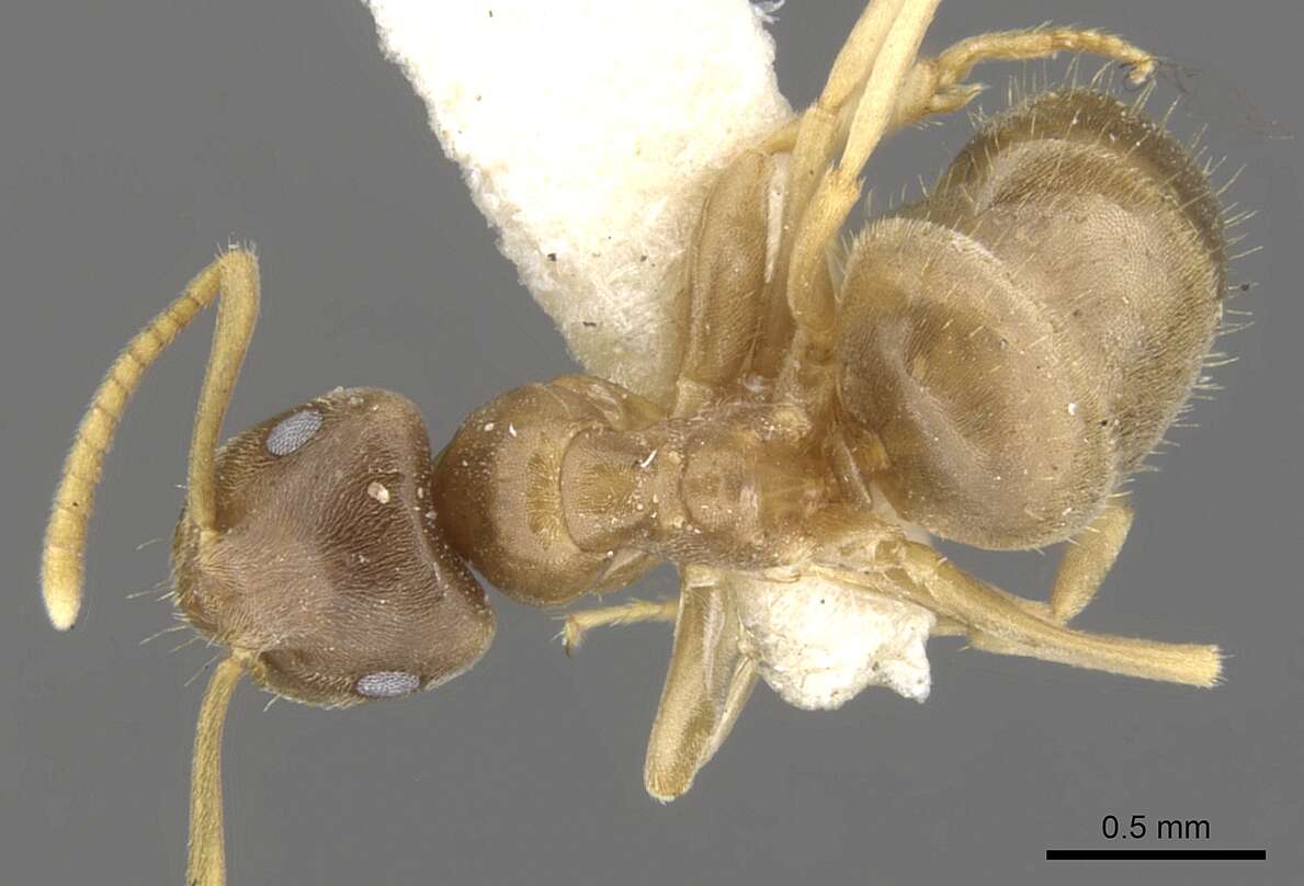 Image de Lasius sitiens Wilson 1955