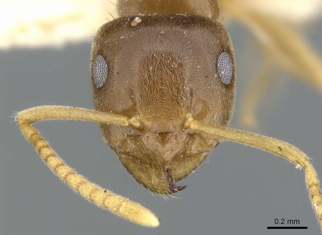 Image de Lasius sitiens Wilson 1955