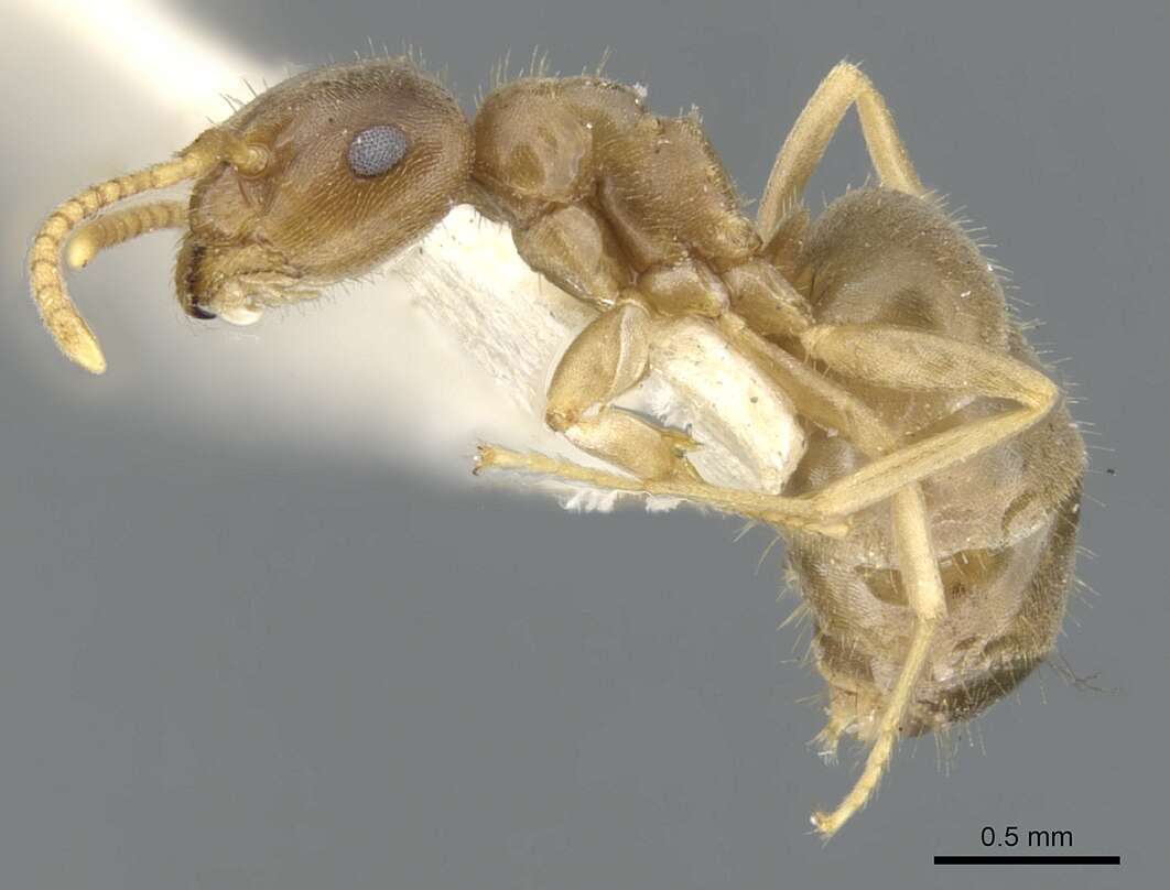 Image de Lasius sitiens Wilson 1955