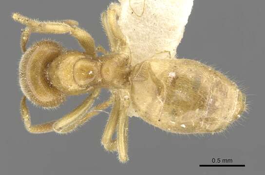 Image of Lasius fallax Wilson 1955