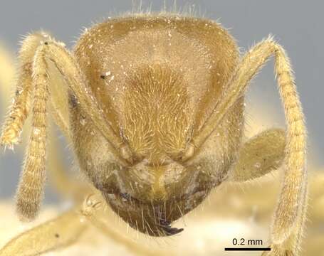 Image of Lasius fallax Wilson 1955