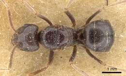Image of Jet Ant