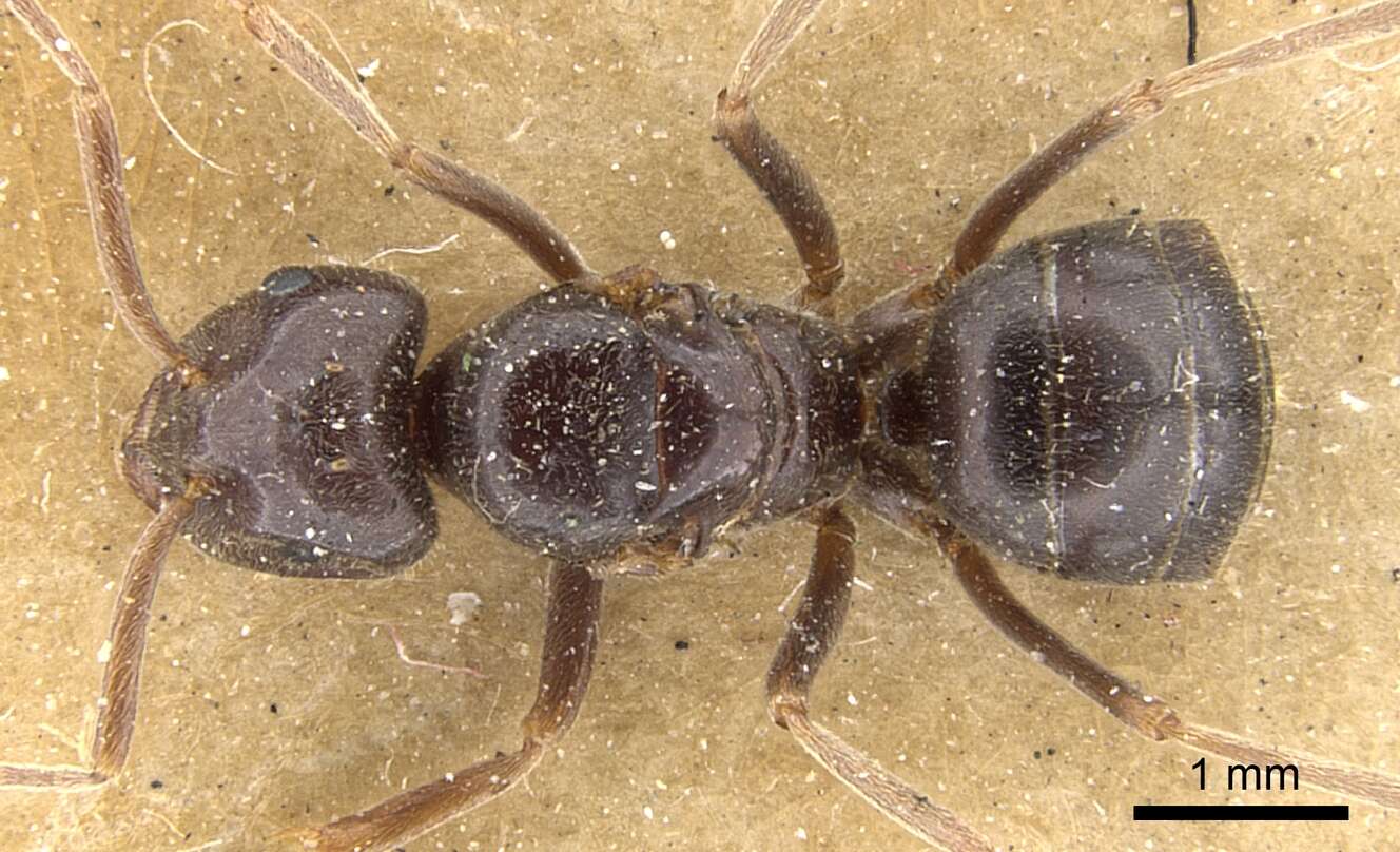 Image of Jet Ant