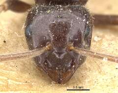 Image of Jet Ant