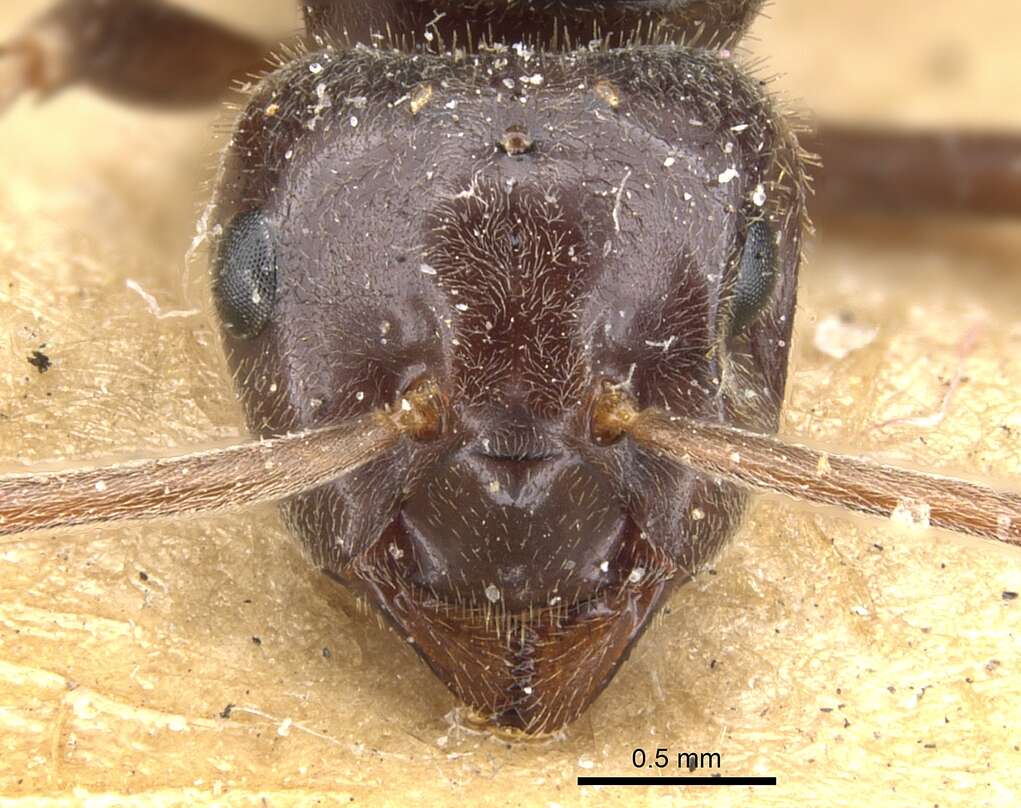 Image of Jet Ant